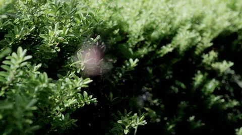 Focus Pull to Spider Видео 11981576