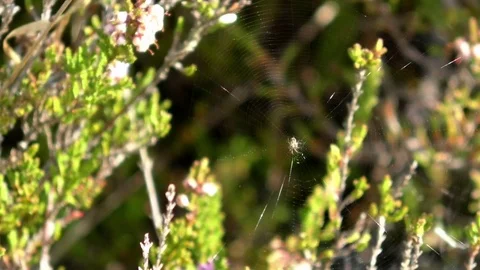 Focus pull: Spiderweb in between heather, spider in the center of cobweb, heath Video stock 79830273
