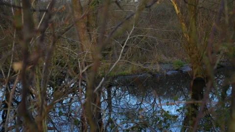 Focus pull onto spooky reflective forest pond Video stock 235188242