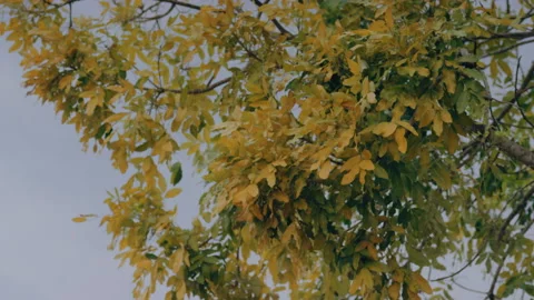 Focus pull of Spring tree in Esk Town, Somerset Region, Australia Stock Footage 144671951