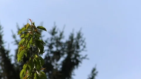 Focus pull: A spruce in the background and a young beech in the foreground Stock Footage 76765188