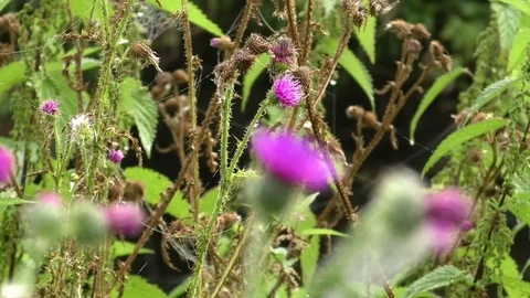 Focus pull: Thistles growing on a meadow, spider silk from thistle to thistle Stock Footage 79597441