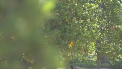 Focus pull through bay leaf bush 스톡 동영상 106299933