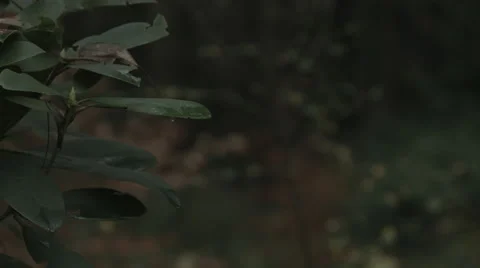 Focus pull through a forest Video stock 44260927