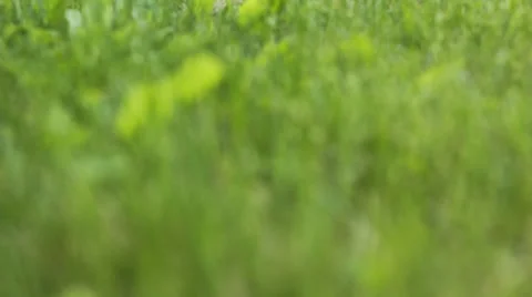 Focus pull through grass Stock Footage 38487622