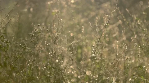 Focus-Pull Through Spiderwebs In Grasses Stock Footage 74681984