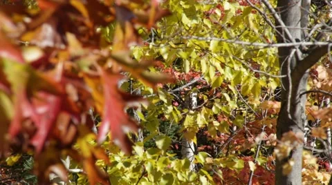 Focus pull through vibrant fall leaves 스톡 동영상 44231472
