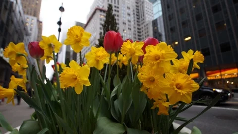 Focus-pull time-lapse of spring flowers and the Chrysler Building Vídeos de archivo 109428278