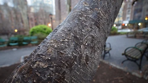 A focus-pull time-lapse of spring tree flowers Stock Footage 109428520