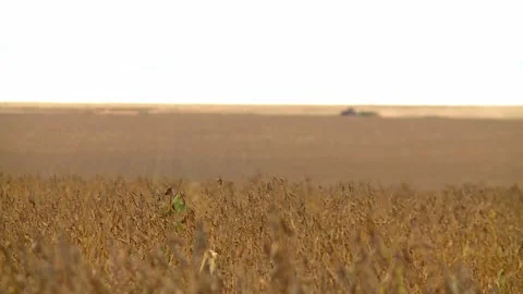 Focus pull from tractor with harvester to dried soy fields, Wide shot, Stock Footage 266780997