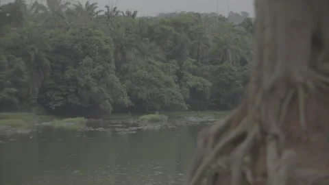 Focus pull of tree and river in Sierra Leone Video stock 244737138
