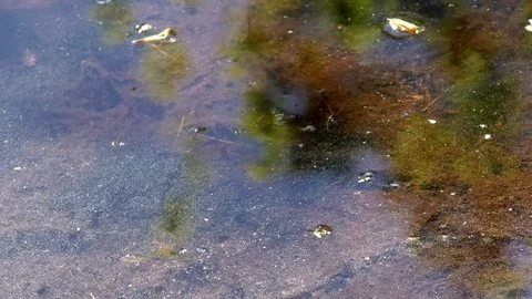 Focus pull: Tree branches reflecting in the water of a streamlet, water strider Stock Footage 76781588