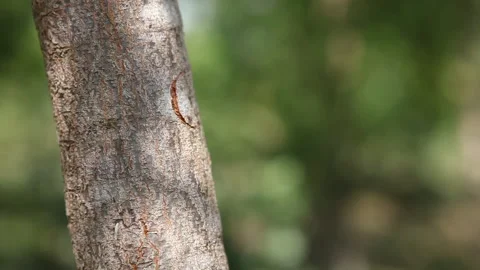 Focus pull on tree in coastal forest Stock Footage 138147106