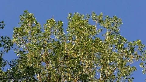 Focus pull: Tree crown in front of a clear blue sky on a sunny day in spring Stock Footage 76798455