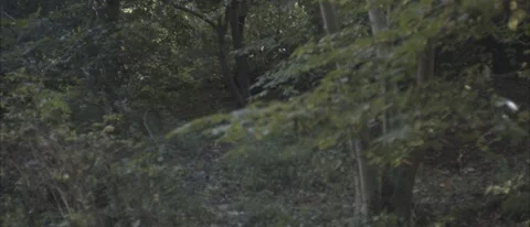 Focus pull in trees Stock Footage