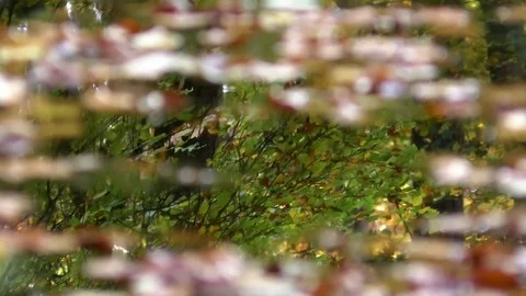 Focus Pull: Trees reflecting on the surface of a pond, floating autumn leaves Video stock 81480283