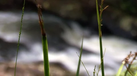 Focus pull water 库存影片 1068682