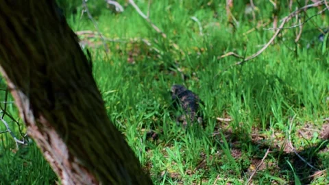 Focus Pull to Wild Lizard in Grass, Mt Arapiles Stock-Footage 321266493