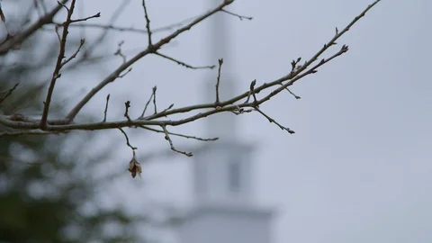 Focus pull from winter tree branch to white church steeple Stock Footage 109171160