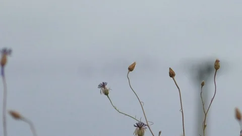Focus Pull: Withered plants and birds on power line near electric power post Stock Footage 112261458