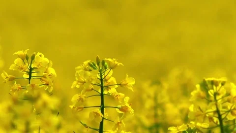 Focus pull: Yellow flowering rape plants of a rapeseed field moving in the wind Stock Footage 76773861