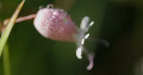 Focus pulling on beautiful flower with dew drops. Video stock 201535516