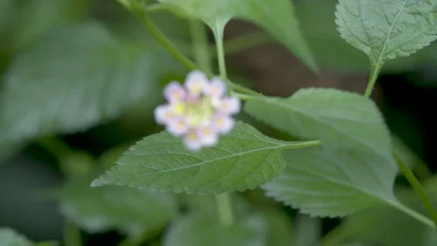 Focus Pulling/ Beautiful little Flower  Vídeo Stock 144554698