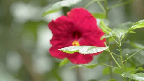 Focus Pulling/ Beautiful Red Flower in a Garden/ Flora  Vídeos de archivo 144554661