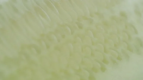 Focus pulling on Cucumis sativus vegetable seed 4K video Stock Footage 200923635