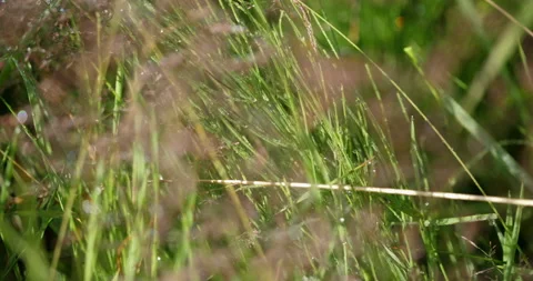Focus pulling grasses on a macro shot Stock Footage 201551496
