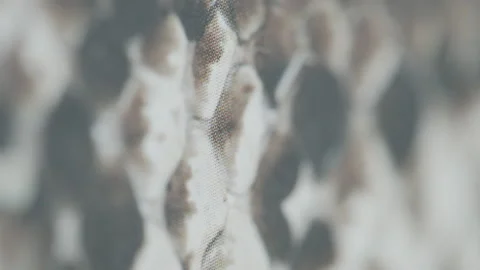 Focus pulling over snake skin pattern 4K footage Stock Footage 169540753