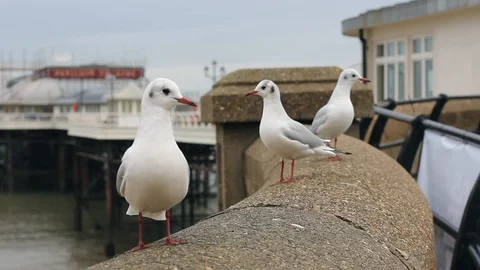 Focus Pulls Between Close Up Row of Seagulls on Wall and Pier in Background Vídeo Stock 94494131