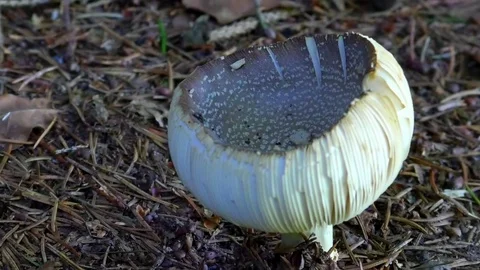 Focus pulls: Dreamy vision of a mushroom achieved by several focus pulls Video stock 79516522