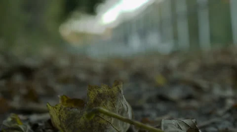 Focus pulls on a fallen autumn leaf 库存影片 32927586