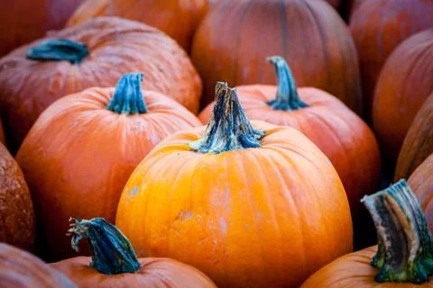 Focus on a Pumpkin on Pumpkin Patch Stock Photos