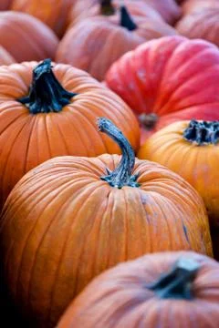 Focus on Pumpkin in a Pumpkin Patch Stock Photos