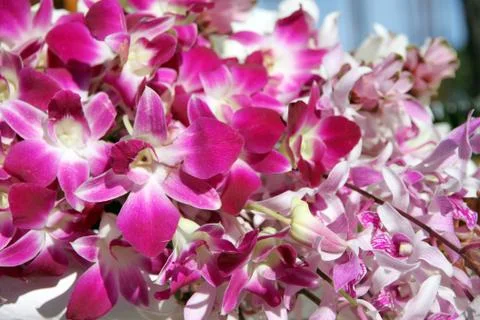 Focus purple orchid. Stock Photos