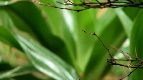 Focus push of nature in the rain Video stock 41581875