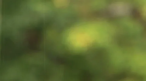 Focus push past rain to plants Stock Footage 36473164