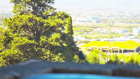 Focus Rack From Bird Perched on Wall to Blurred Cape Town Suburb Background Stock Footage 346654042