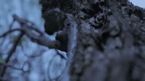 Focus rack up dead tree Stock Footage 141230531