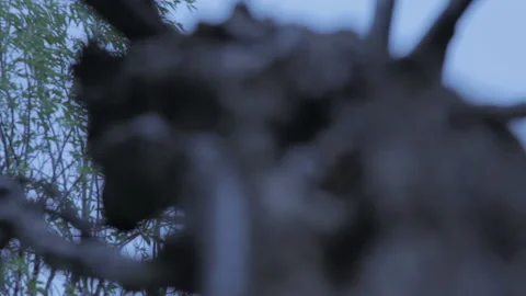 Focus rack up dead tree with wind Stock Footage 141230656