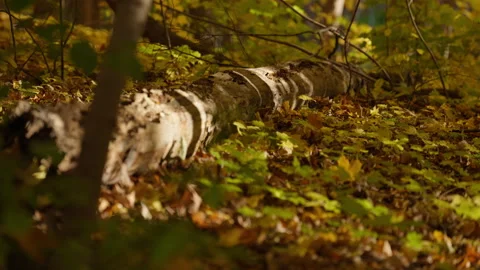 Focus Rack on Fallen Log and Yellow Leaves in Autumn Forest Stock Footage 346008653