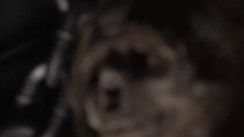 Focus Rack on Halloween Shrunken Head Skeleton and Zoom Out Stock Footage 93853083