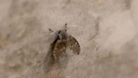 Focus rack over a Drain Fly on a tile wall Vidéo 197518544