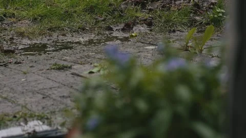 Focus Rack On Pretty Blue Flowers In A Storm...4K Vídeos de archivo 271348090