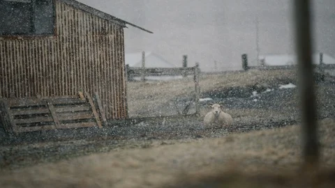 Focus rack shot of snow storm and sheep sitting in front of a barn, Iceland Stock Footage 126722428