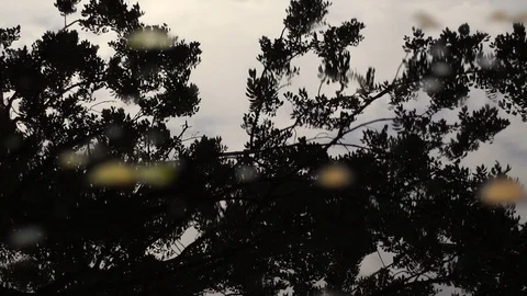 Focus rack from tree reflection to leaves floating in river current Stock Footage 102571078