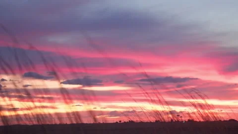 Focus racking shot of long grass sillhouette of red sunset Stock Footage 323394816