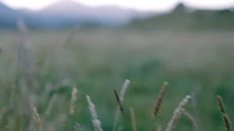 Focus racks through field of grass with pre dawn light Stock Footage 159539503